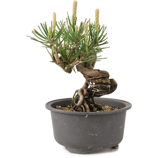 Pinus thunbergii, 12,5 cm, ± 10 años