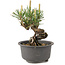 Pinus thunbergii, 12,5 cm, ± 10 jaar oud