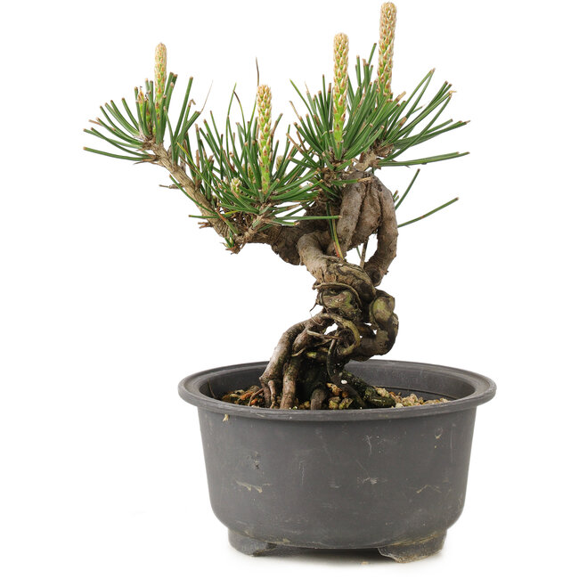 Pinus thunbergii, 12,5 cm, ± 10 jaar oud