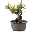 Pinus thunbergii, 12,5 cm, ± 10 ans