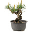 Pinus thunbergii, 12,5 cm, ± 10 Jahre alt