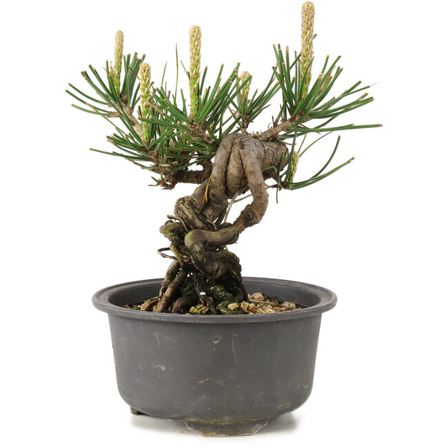 Pinus thunbergii, 12,5 cm, ± 10 años