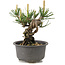 Pinus thunbergii, 12,5 cm, ± 10 anni