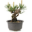 Pinus thunbergii, 12,5 cm, ± 10 jaar oud