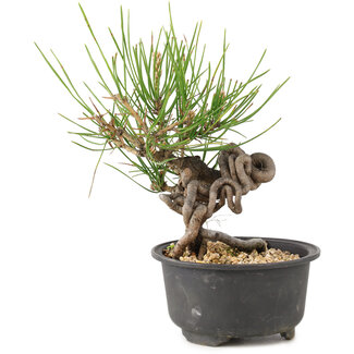 Pinus thunbergii, 15 cm, ± 10 years old