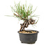 Pinus thunbergii, 15 cm, ± 10 Jahre alt