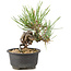 Pinus thunbergii, 15 cm, ± 10 Jahre alt