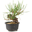 Pinus thunbergii, 15 cm, ± 10 Jahre alt