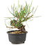 Pinus thunbergii, 15 cm, ± 10 years old