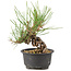 Pinus thunbergii, 15 cm, ± 10 jaar oud