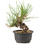 Pinus thunbergii, 15 cm, ± 10 Jahre alt