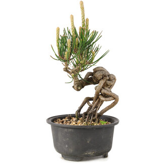Pinus thunbergii, 15 cm, ± 10 años
