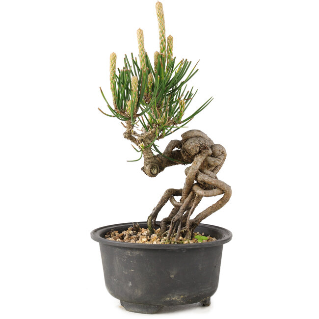 Pinus thunbergii, 15 cm, ± 10 ans