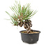 Pinus thunbergii, 15 cm, ± 10 Jahre alt