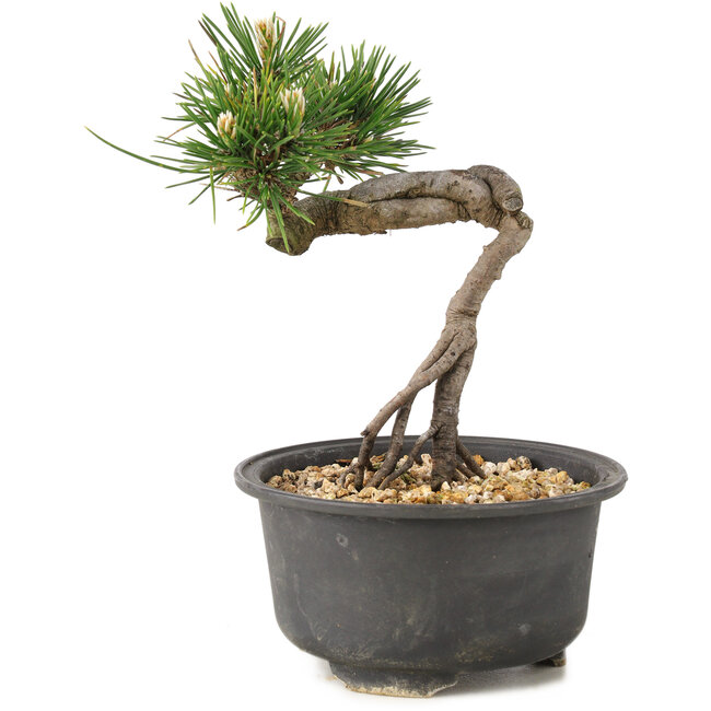 Pinus thunbergii, 14 cm, ± 10 years old