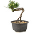 Pinus thunbergii, 14 cm, ± 10 Jahre alt