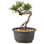Pinus thunbergii, 14 cm, ± 10 jaar oud