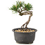 Pinus thunbergii, 14 cm, ± 10 years old