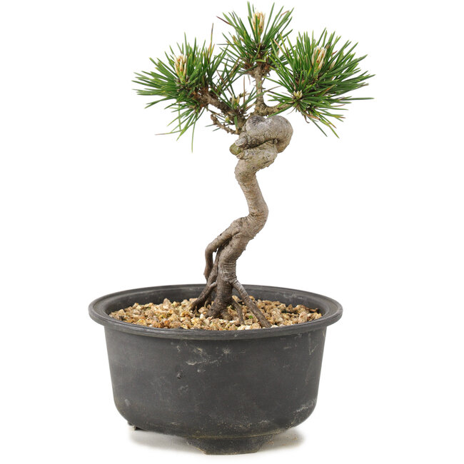 Pinus thunbergii, 14 cm, ± 10 ans
