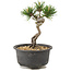 Pinus thunbergii, 14 cm, ± 10 Jahre alt