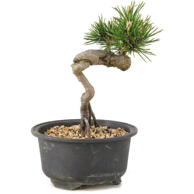Pinus thunbergii, 14 cm, ± 10 years old