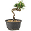 Pinus thunbergii, 14 cm, ± 10 years old