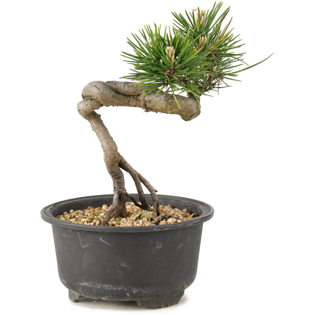 Pinus thunbergii, 14 cm, ± 10 ans