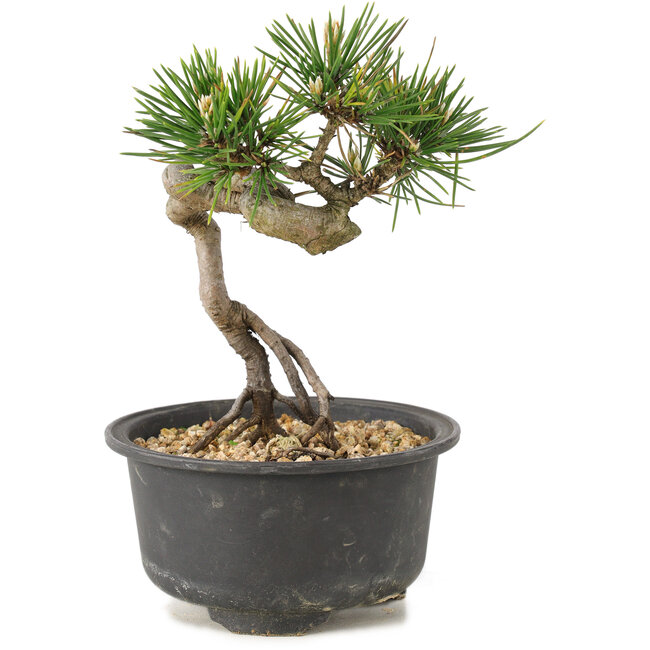 Pinus thunbergii, 14 cm, ± 10 years old