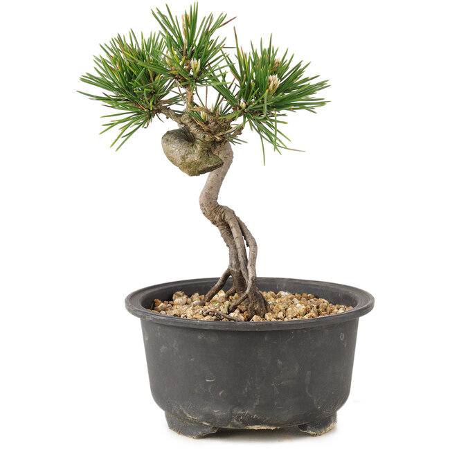 Pinus thunbergii, 14 cm, ± 10 years old
