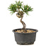 Pinus thunbergii, 14 cm, ± 10 Jahre alt