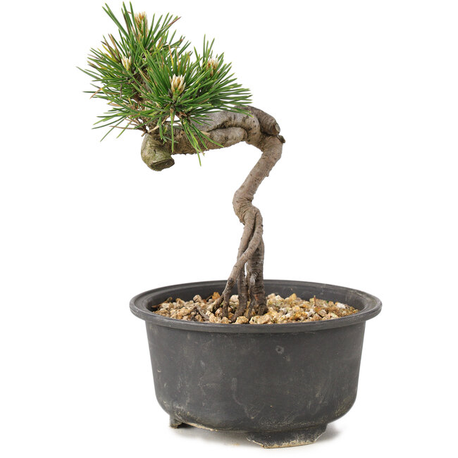 Pinus thunbergii, 14 cm, ± 10 jaar oud