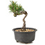 Pinus thunbergii, 14 cm, ± 10 jaar oud