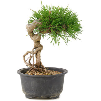 Pinus thunbergii, 17 cm, ± 10 jaar oud