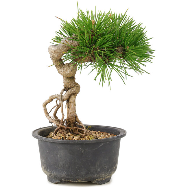 Pinus thunbergii, 17 cm, ± 10 Jahre alt