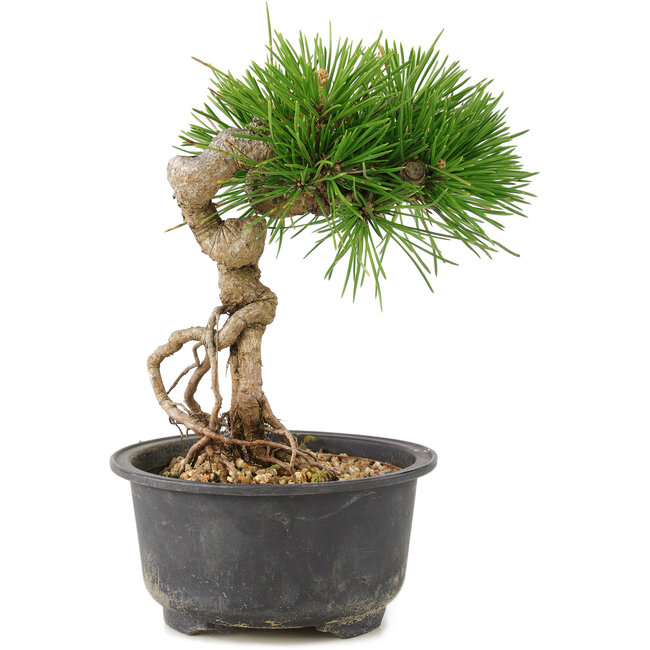 Pinus thunbergii, 17 cm, ± 10 years old