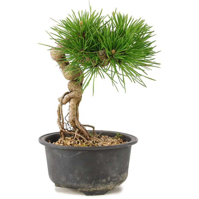 Pinus thunbergii, 17 cm, ± 10 Jahre alt