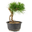 Pinus thunbergii, 17 cm, ± 10 Jahre alt