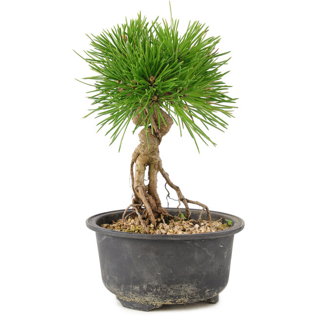 Pinus thunbergii, 17 cm, ± 10 Jahre alt