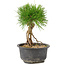 Pinus thunbergii, 17 cm, ± 10 jaar oud