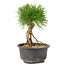 Pinus thunbergii, 17 cm, ± 10 years old