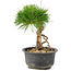 Pinus thunbergii, 17 cm, ± 10 years old