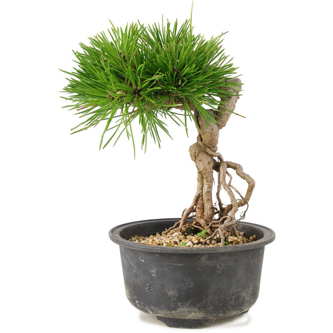 Pinus thunbergii, 17 cm, ± 10 ans