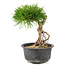 Pinus thunbergii, 17 cm, ± 10 years old