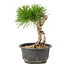 Pinus thunbergii, 17 cm, ± 10 jaar oud