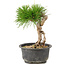 Pinus thunbergii, 17 cm, ± 10 Jahre alt