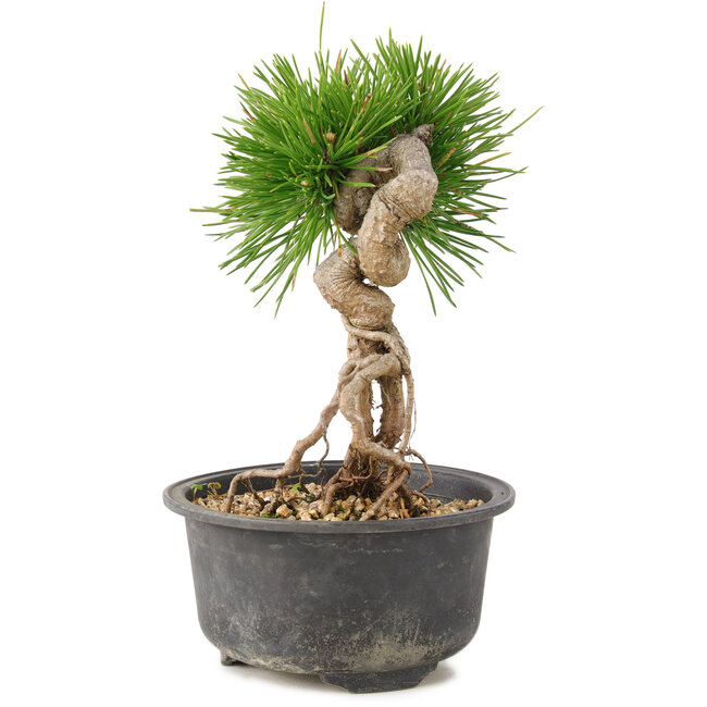 Pinus thunbergii, 17 cm, ± 10 jaar oud