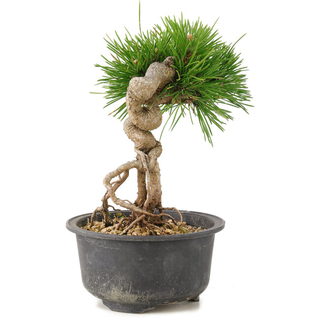 Pinus thunbergii, 17 cm, ± 10 jaar oud