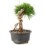 Pinus thunbergii, 17 cm, ± 10 Jahre alt