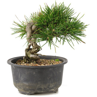 Pinus thunbergii, 13 cm, ± 10 Jahre alt