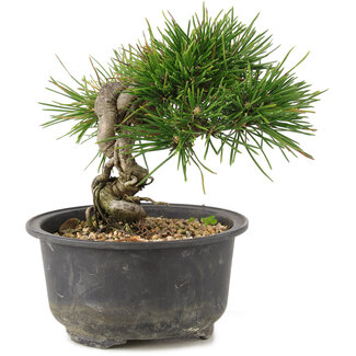 Pinus thunbergii, 13 cm, ± 10 years old